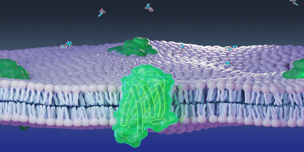 Molecular model of chemosensory receptor (green) and cellular membrane (purple) used in numerical and molecular simulations.