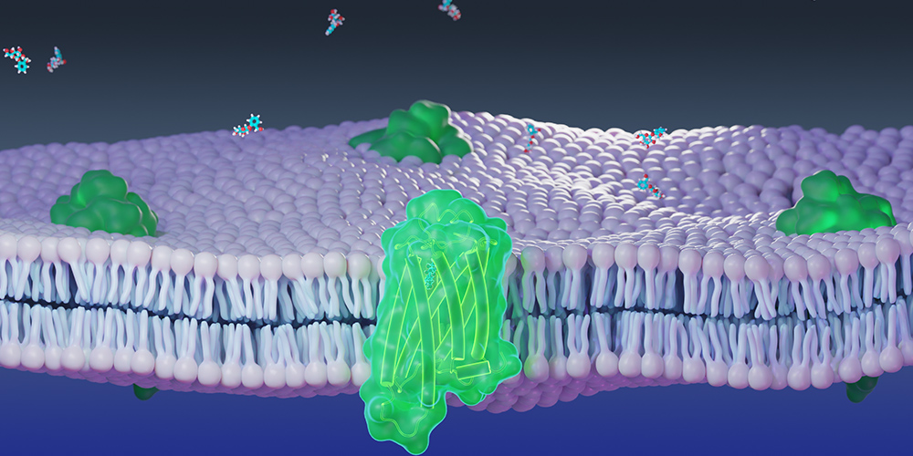 Molecular model of chemosensory receptor (green) and cellular membrane (purple) used in numerical and molecular simulations