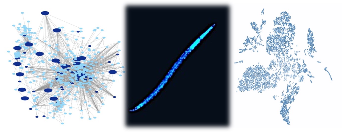 Tomato gene networks. Visualization of nuclei within root-knot nematodes. Single-nucleus transcriptomic atlas.