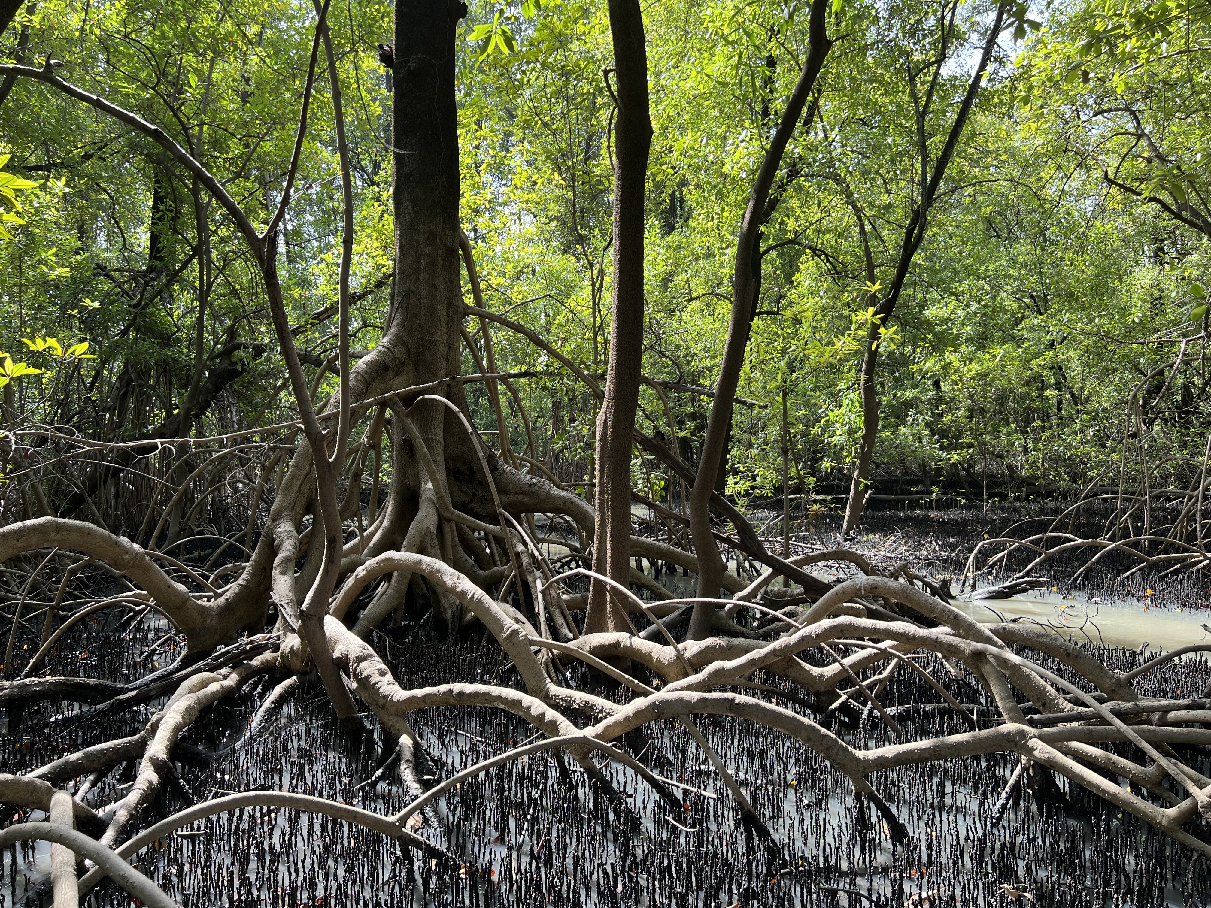 Mangrove forest in The Gambia, West Africa. CC Julien Andrieu.